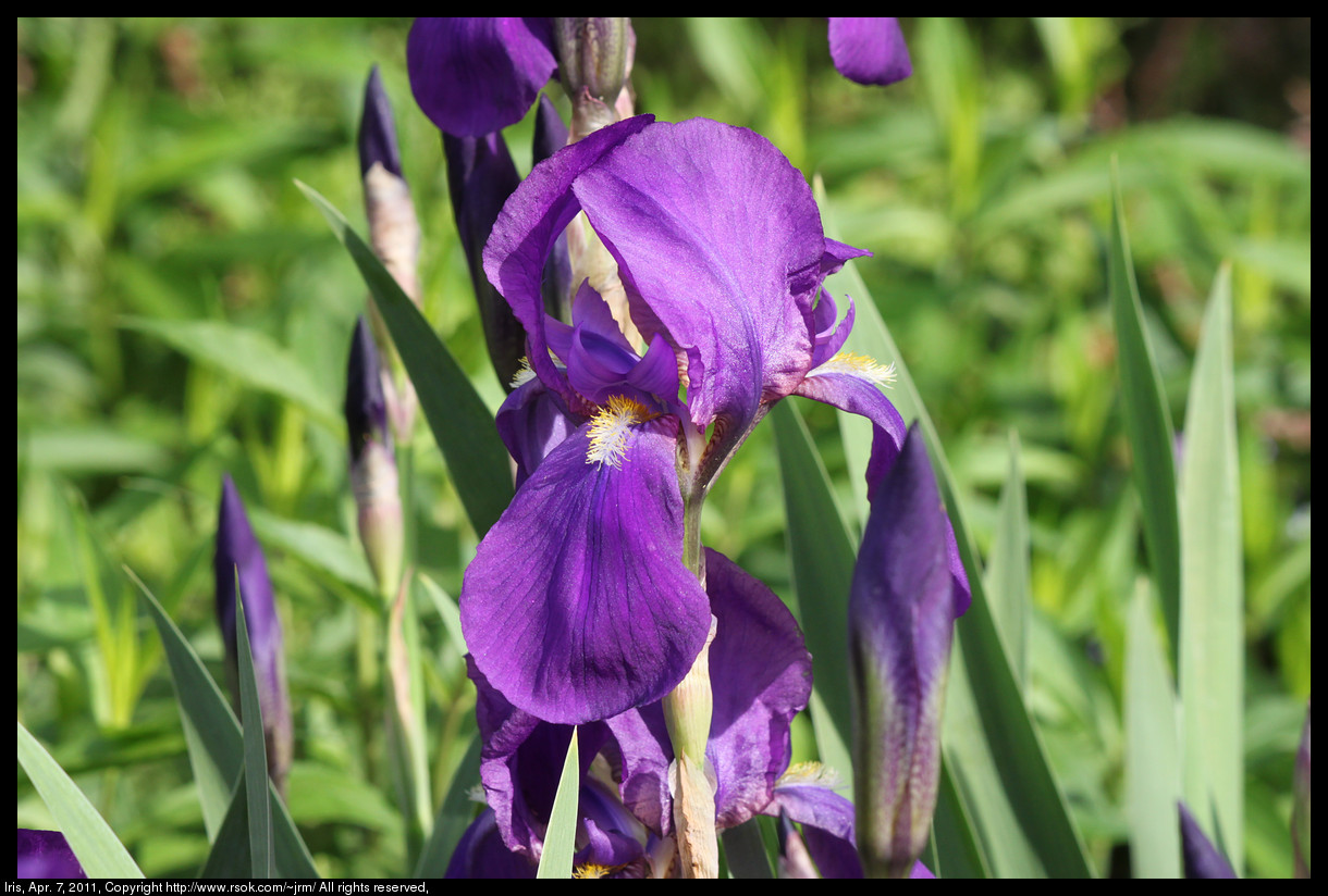 2011apr07_iris_IMG_0757.jpg