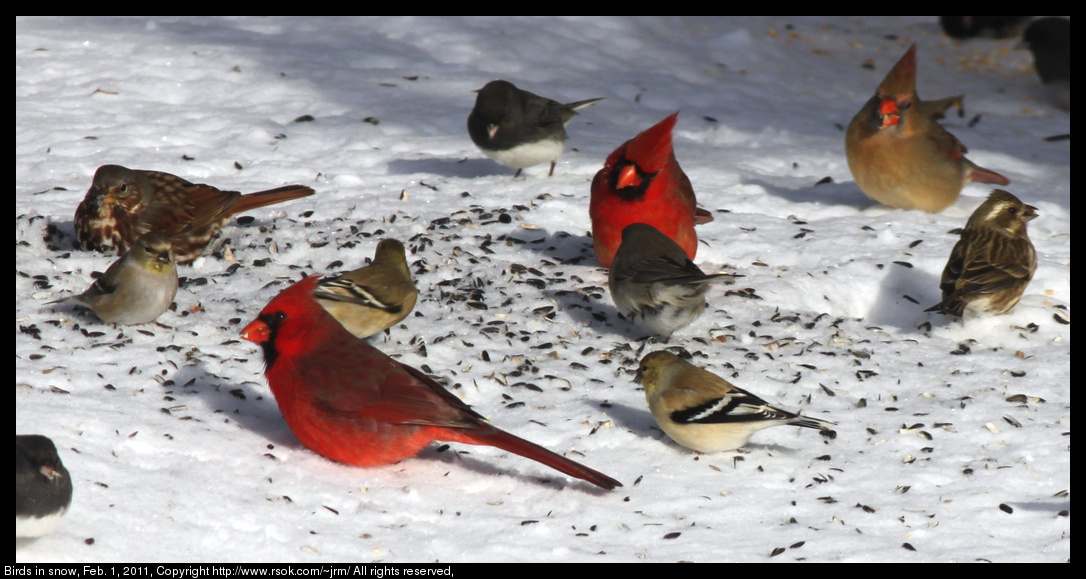 Birds in snow, Feb. 1, 2011