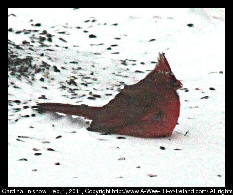 Cardinal in snow, Feb. 1, 2011
