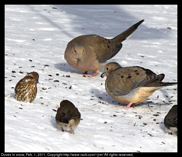 Doves in snow, Feb. 1, 2011