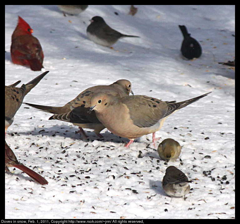 Doves in snow, Feb. 1, 2011