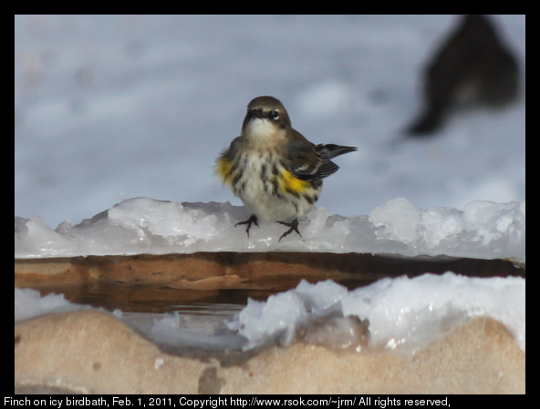 Finch on icy birdbath, Feb. 1, 2011