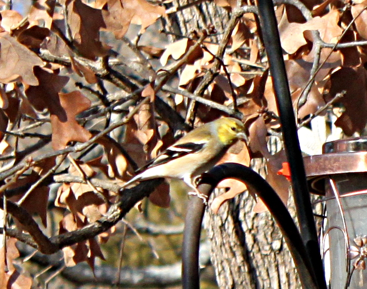 2011jan17_finch_155.jpg