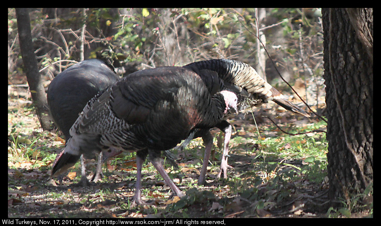 2011nov17_turkeys_IMG_1773.jpg