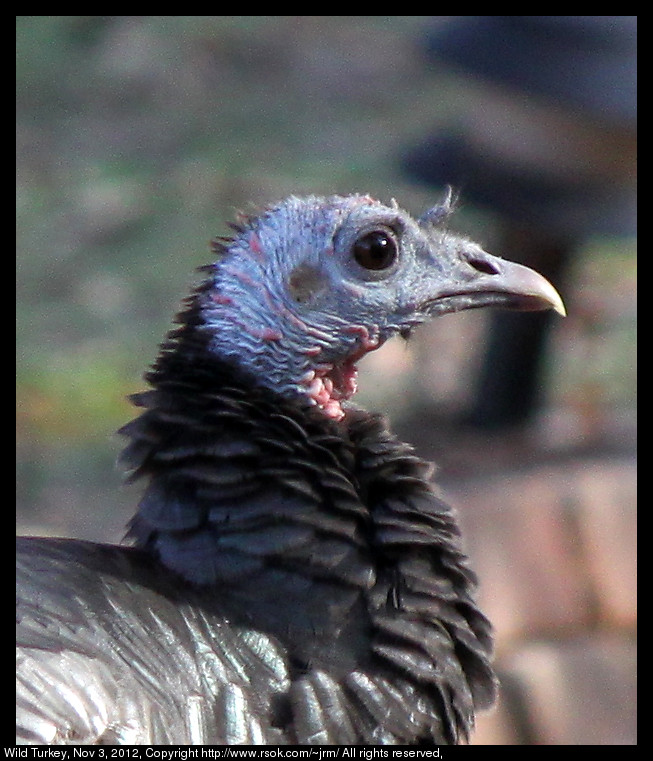 Wild Turkey in Norman, Oklahoma, USA.