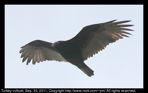 2012sep30_vulture_IMG_3659.jpg