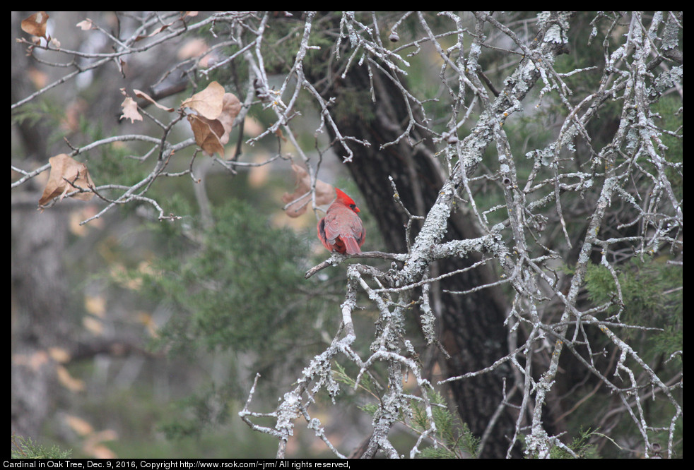 2016dec09_cardinal_IMG_6592.jpg