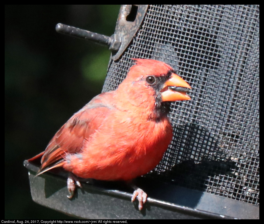 2017aug24_cardinal_IMG_6150.jpg