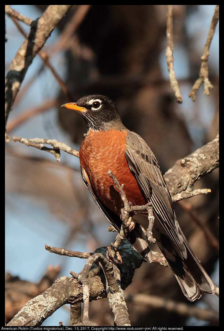 American Robin (Turdus migratorius), Dec. 13, 2017