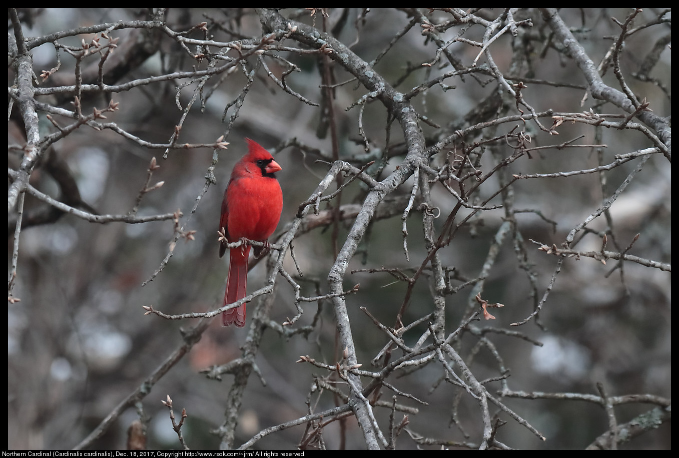 Northern Cardinal (Cardinalis cardinalis), Dec. 18, 2017