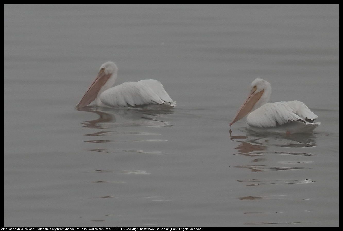 American White Pelicans (Pelecanus erythrorhynchos) in Fog at Lake Overholser, Dec. 20, 2017