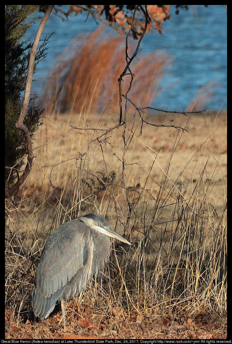 Great Blue Heron (Ardea herodias) at Lake Thunderbird State Park, Dec. 24, 2017