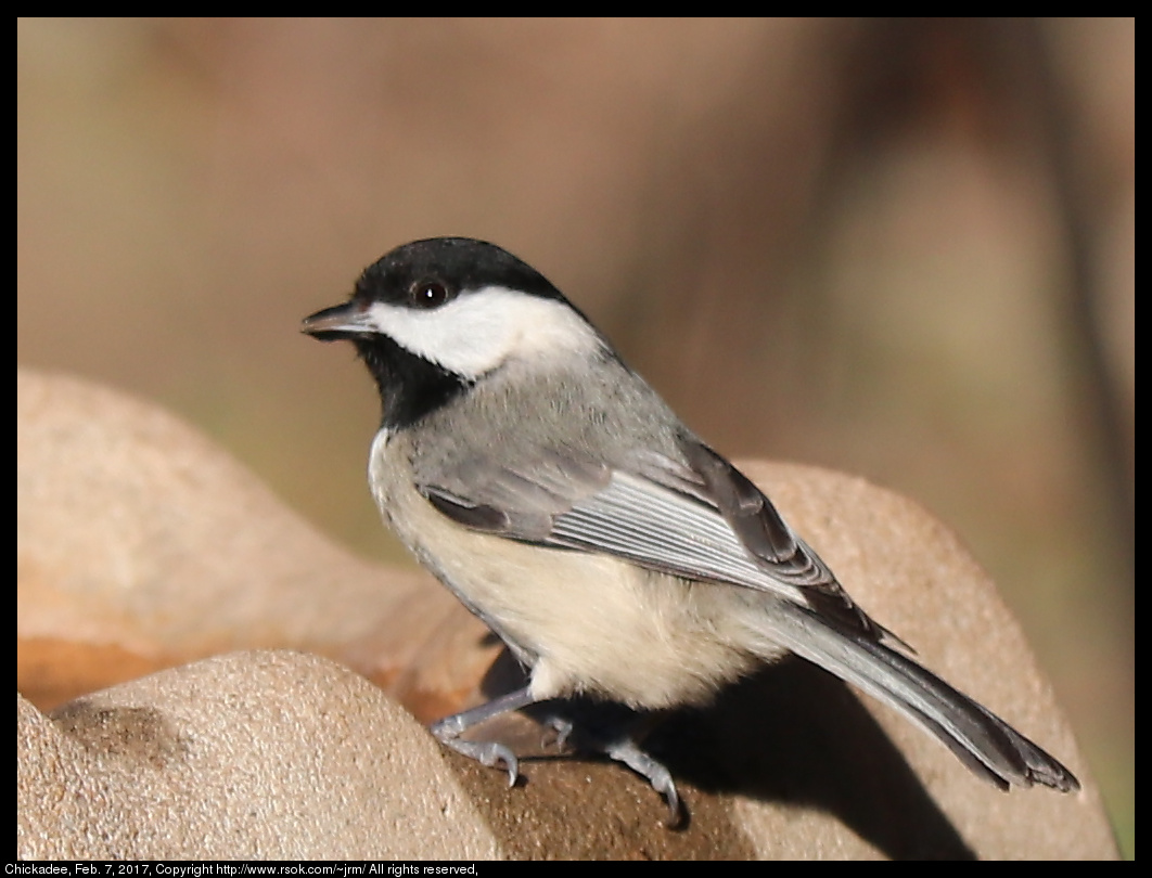 2017feb07_chickadee_IMG_1052.jpg