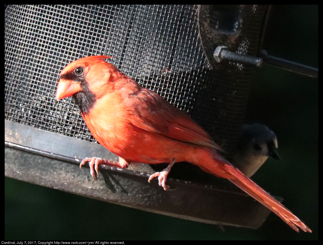 2017jul07_cardinal_IMG_5523.jpg