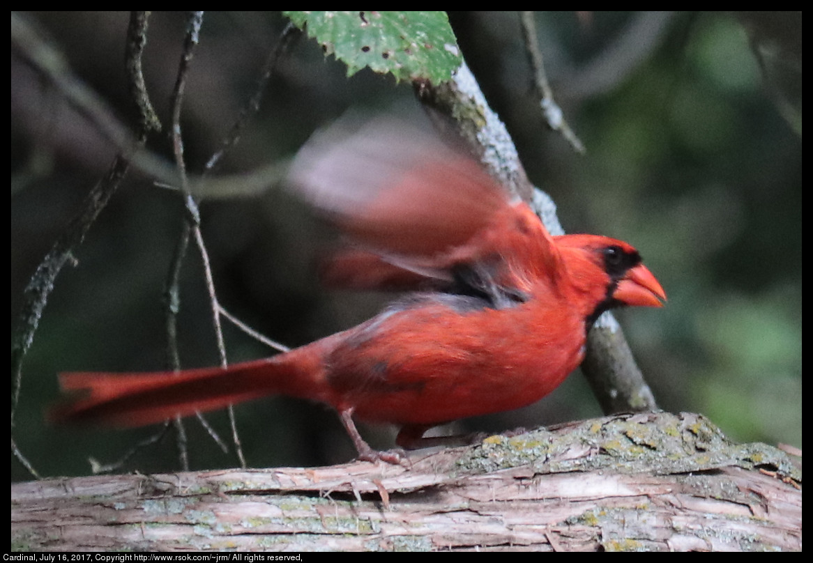 2017jul16_cardinal_IMG_5655.jpg