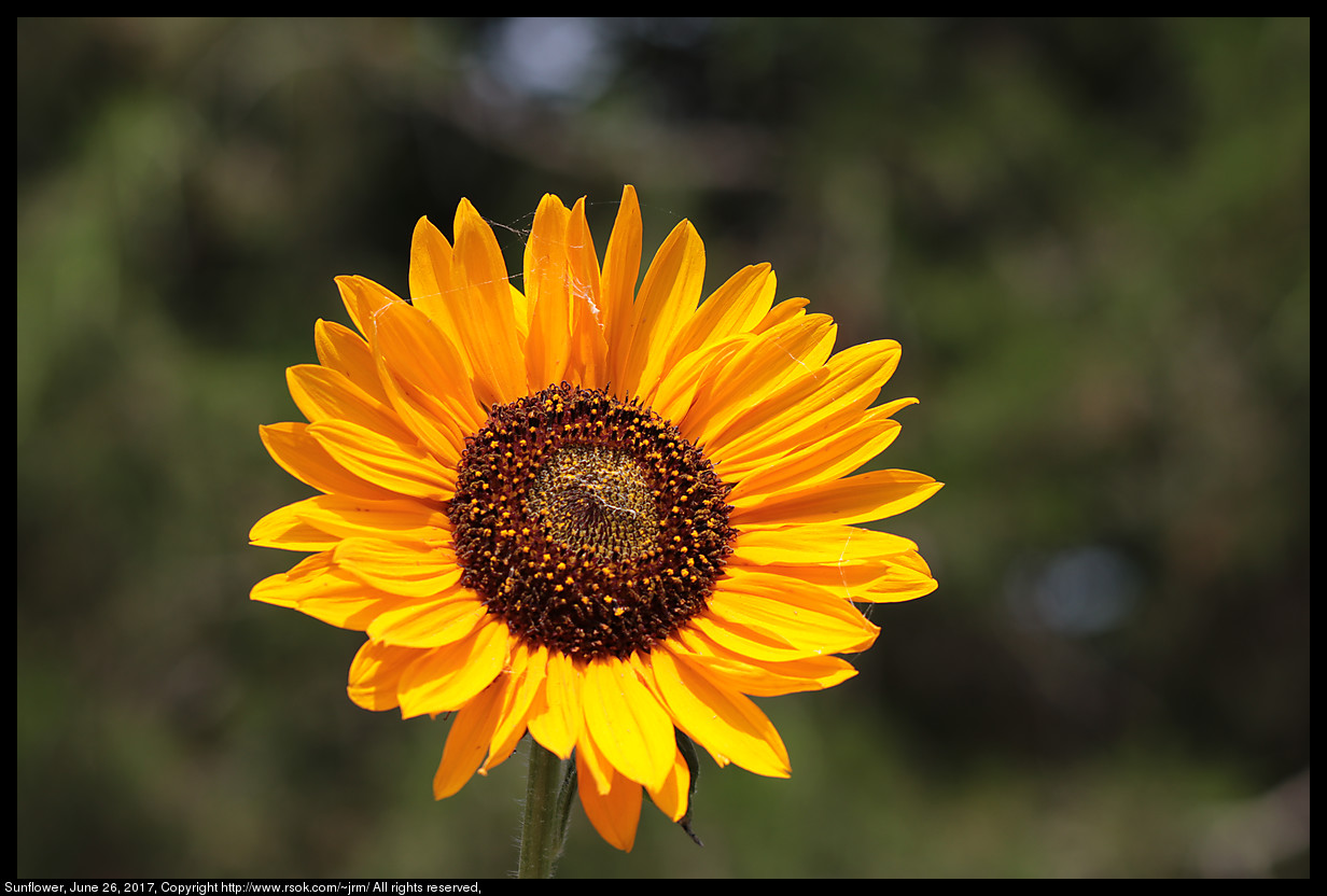 2017jun26_sunflower_IMG_5263.jpg