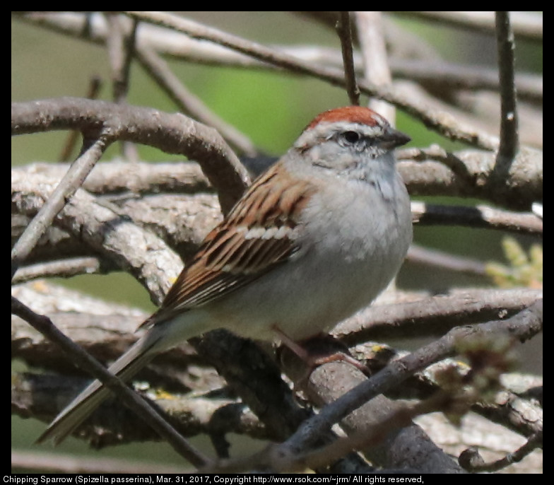 2017mar31_sparrow_IMG_2489.jpg Chipping Sparrow Spizella passerina