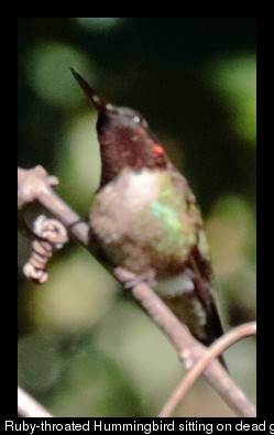 2017may30_hummingbird_IMG_4330b.jpg