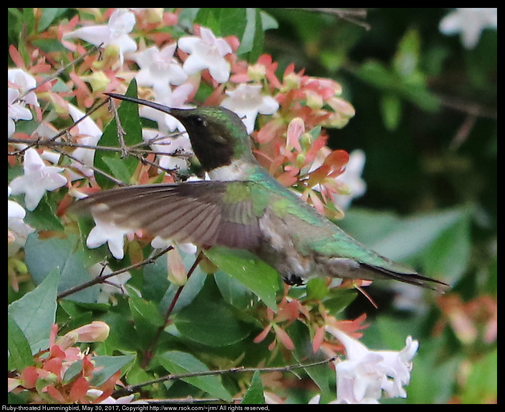 2017may30_hummingbird_IMG_4377.jpg