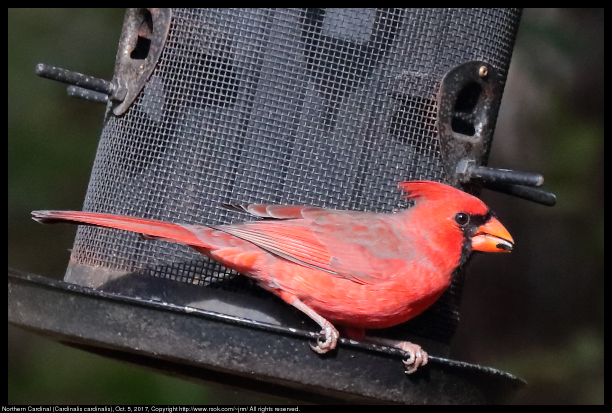 2017oct05_cardinal_IMG_6826c.jpg