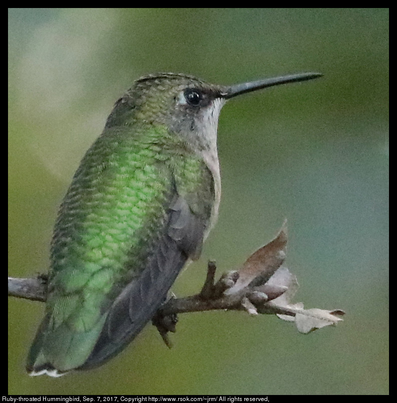 2017sep07_hummingbird_IMG_6385.jpg