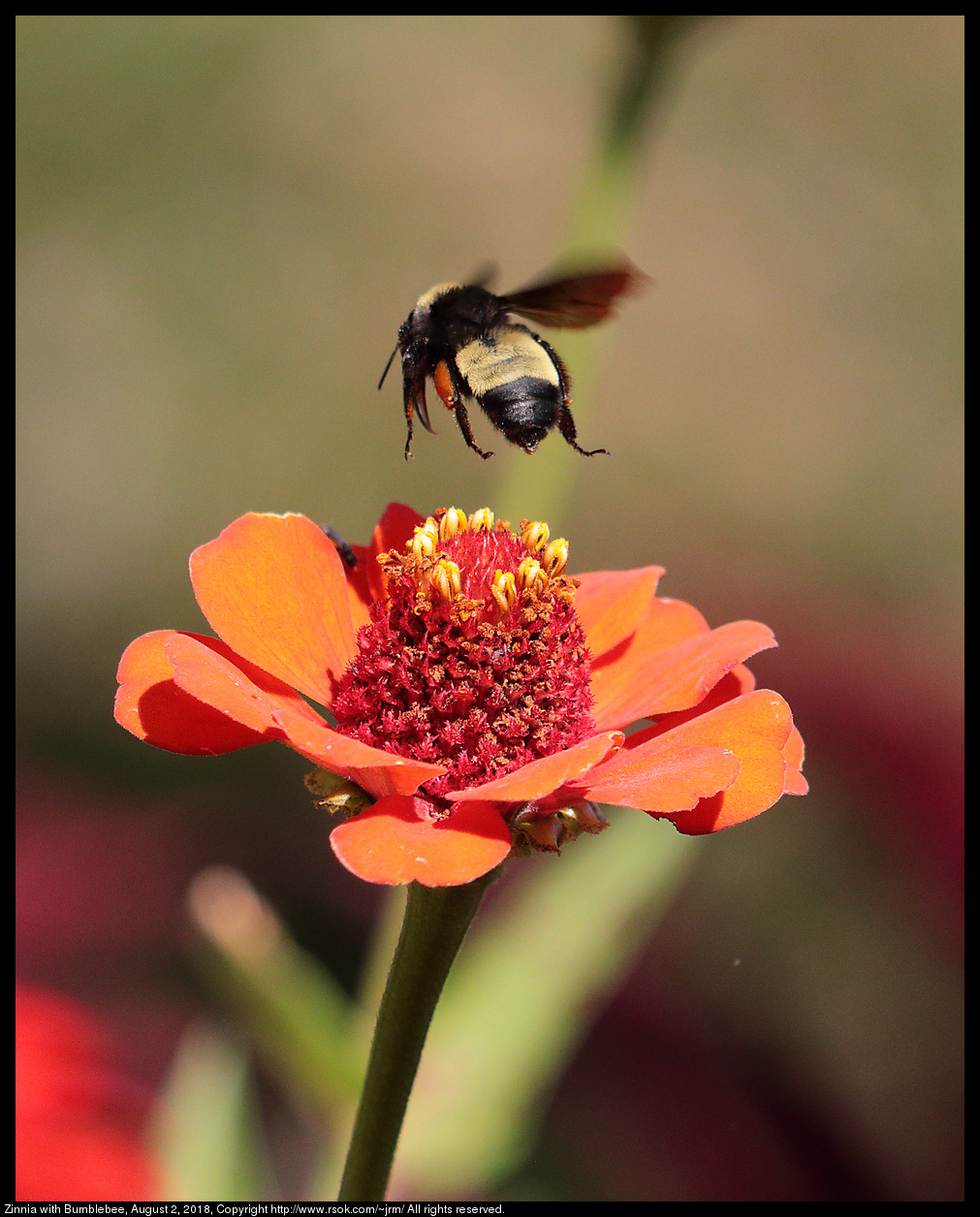 Zinnia with Bumblebee, August 2, 2018