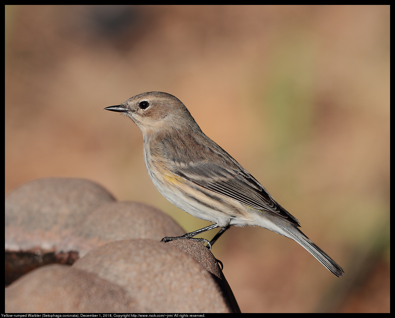 Yellow-rumped Warbler (Setophaga coronata), December 1, 2018