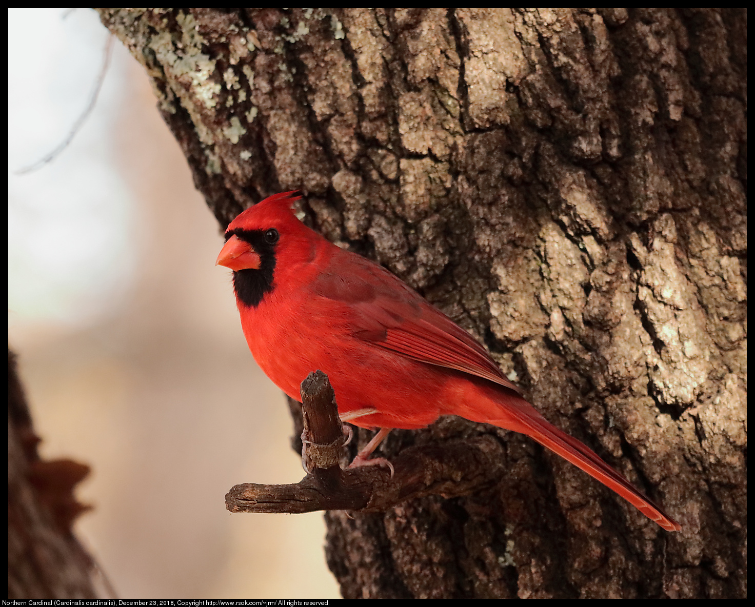Northern Cardinal (Cardinalis cardinalis), December 23, 2018