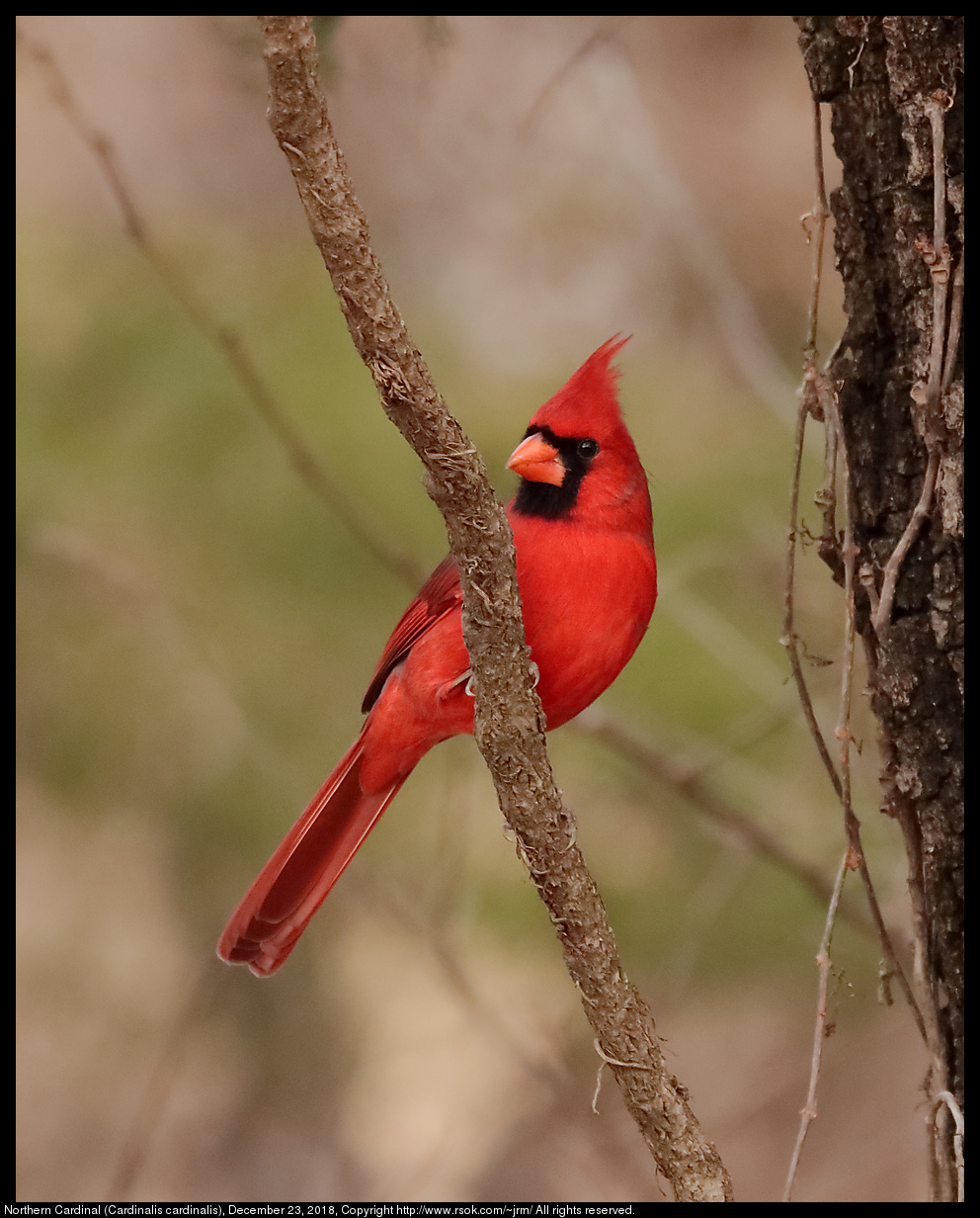 Northern Cardinal (Cardinalis cardinalis), December 23, 2018