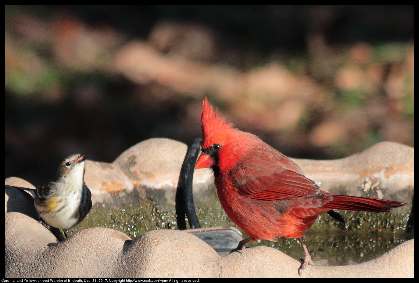 Cardinal and Yellow-rumped Warbler at Birdbath, Dec. 31, 2017