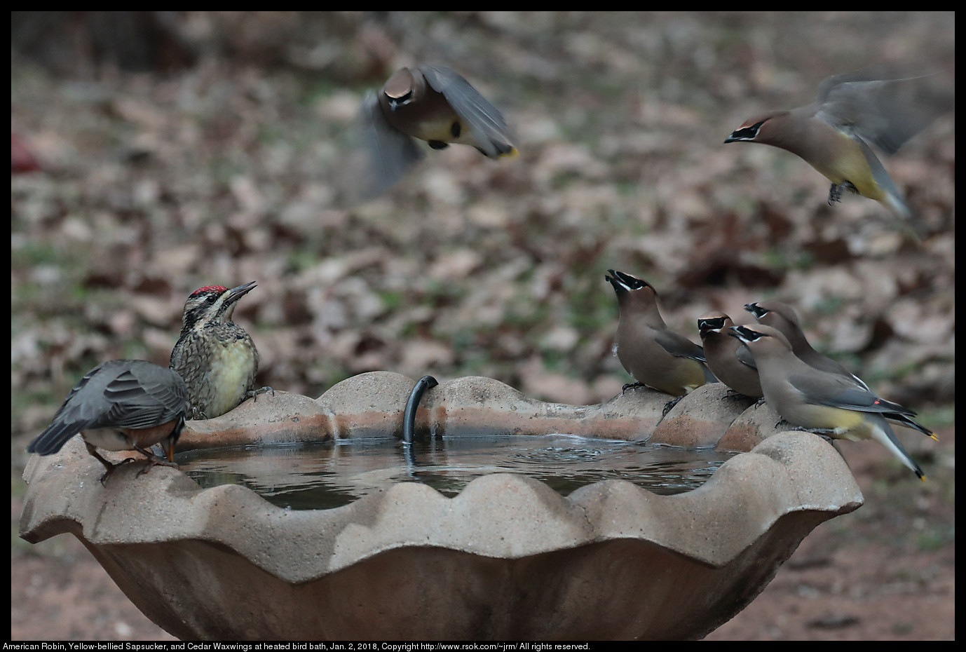 American Robin, Yellow-bellied Sapsucker, and Cedar Waxwings at heated bird bath, Jan. 2, 2018