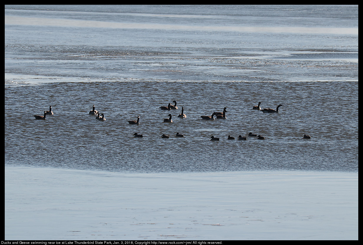 Ducks and Geese swimming near ice at Lake Thunderbird State Park, Jan. 3, 2018