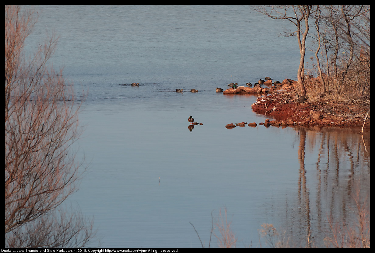 Ducks at Lake Thunderbird State Park, Jan. 4, 2018