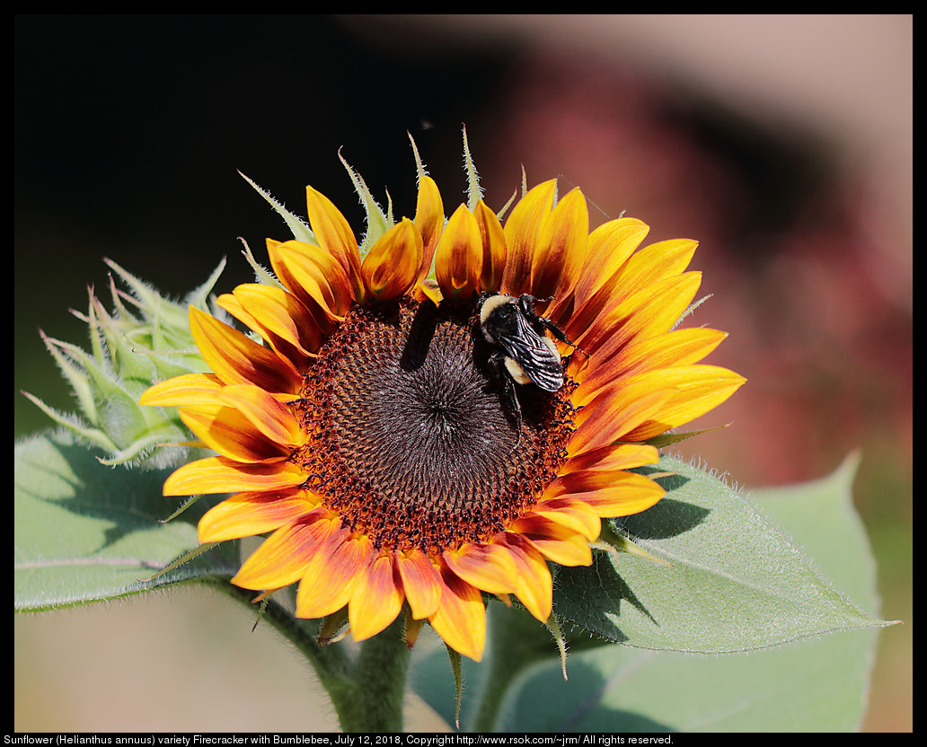 Sunflower (Helianthus annuus) variety Firecracker with Bumblebee, July 12, 2018