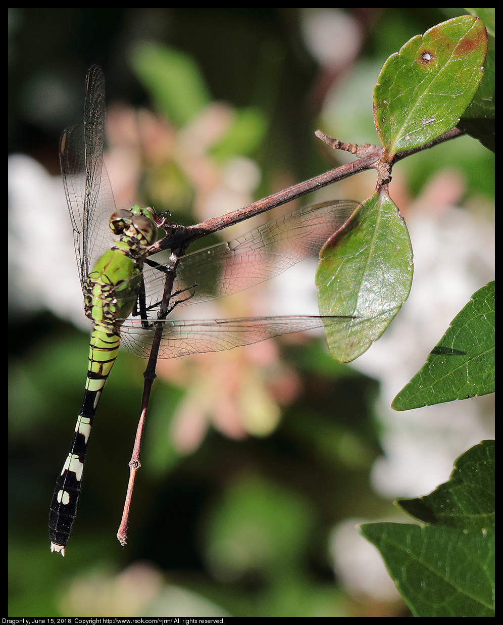 Dragonfly, June 15, 2018