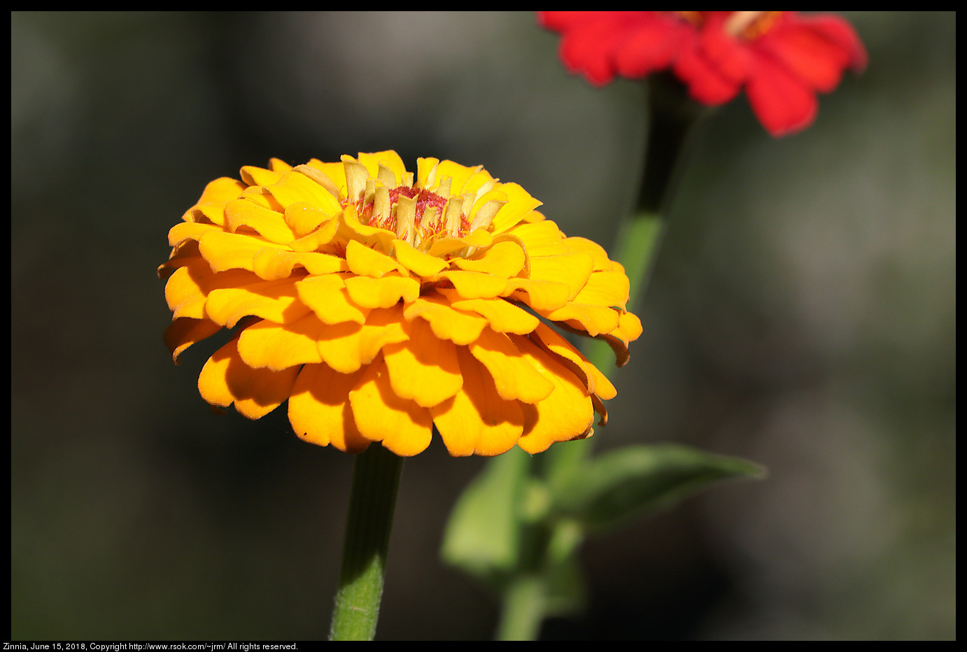 Zinnia, June 15, 2018