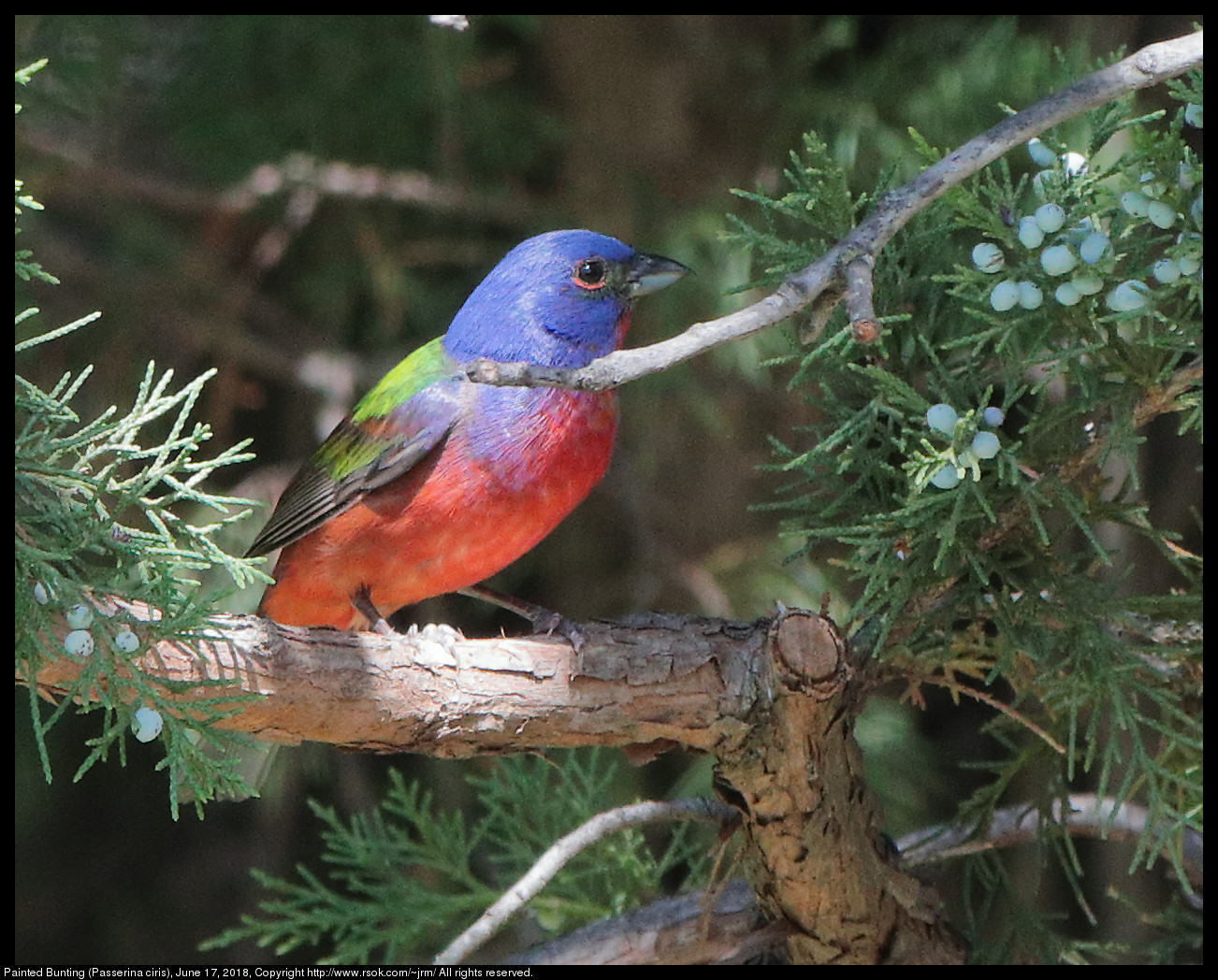 Painted Bunting (Passerina ciris), June 17, 2018