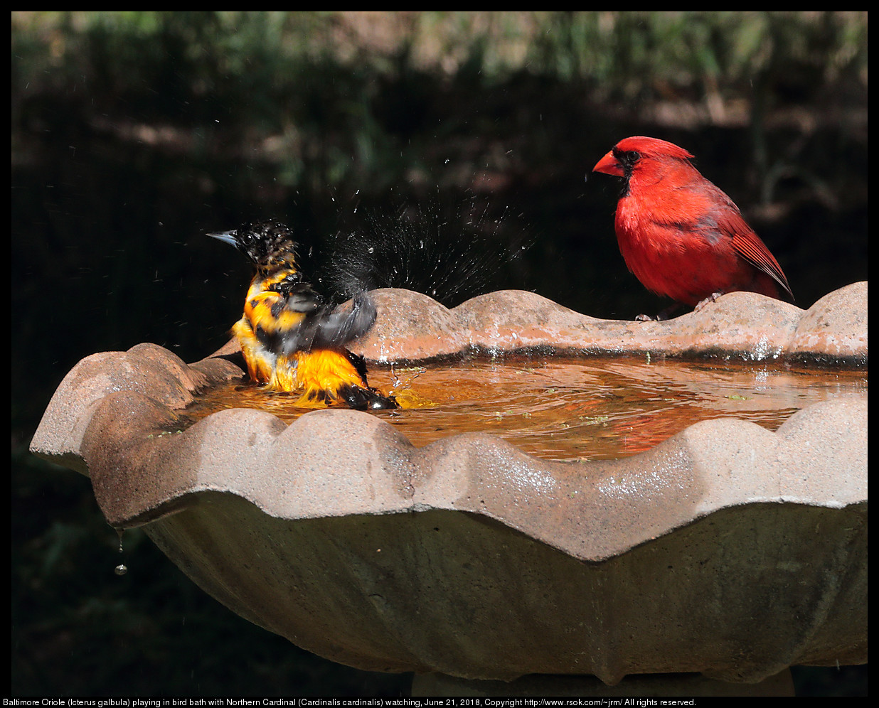 Baltimore Oriole (Icterus galbula) playing in bird bath with Northern Cardinal (Cardinalis cardinalis) watching, June 21, 2018