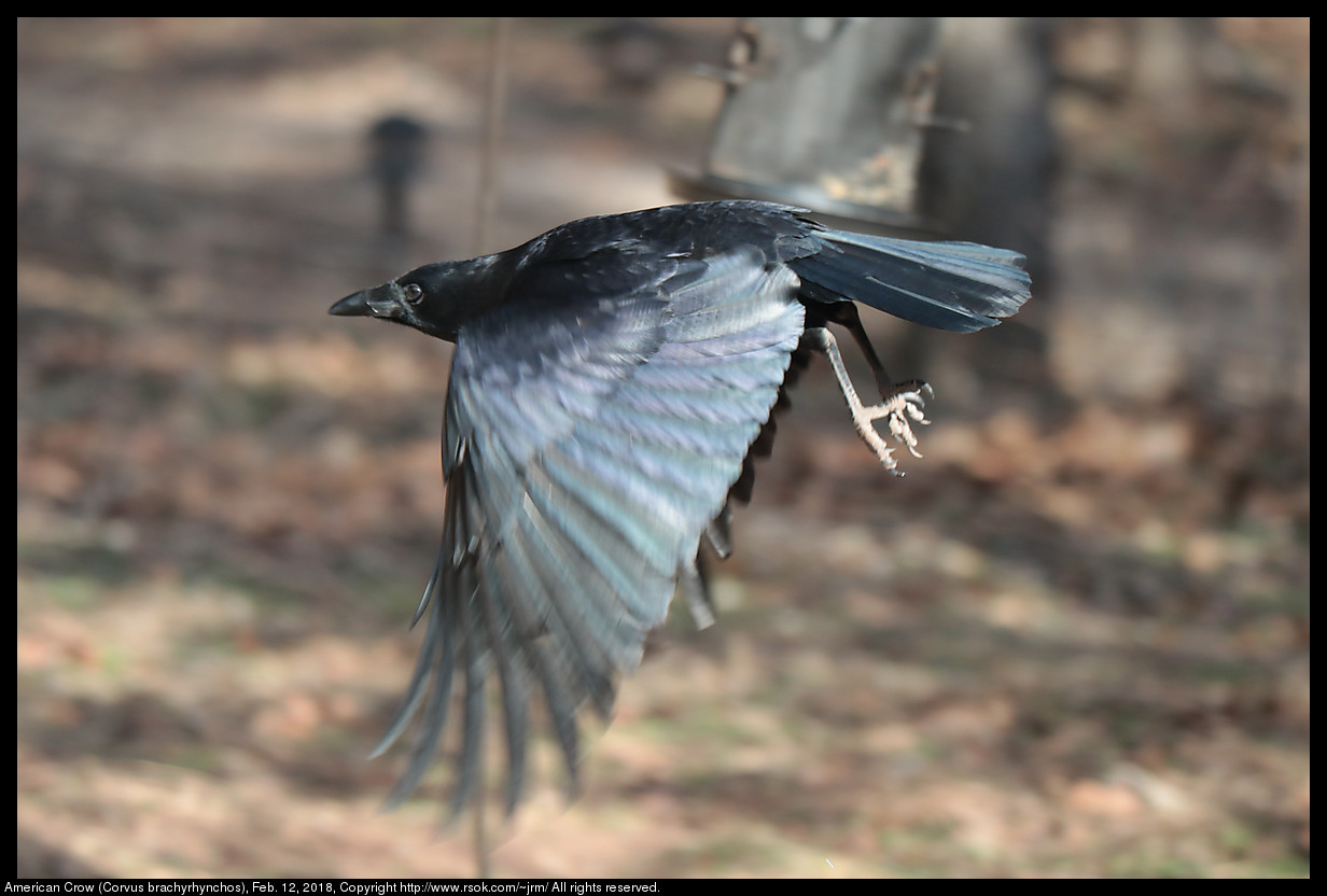 American Crow (Corvus brachyrhynchos), Feb. 12, 2018