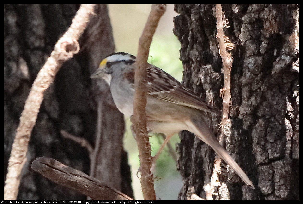 White-throated Sparrow (Zonotrichia albicollis), Mar. 22, 2018