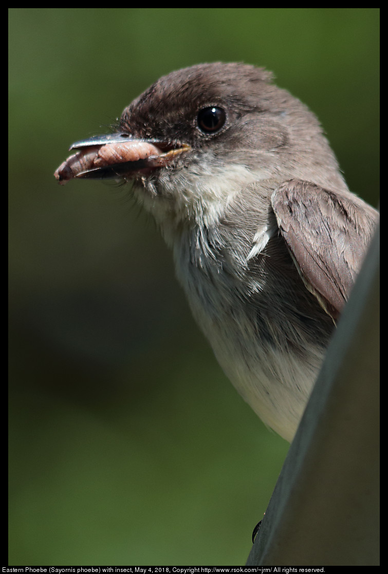 Eastern Phoebe (Sayornis phoebe) with insect, May 4, 2018