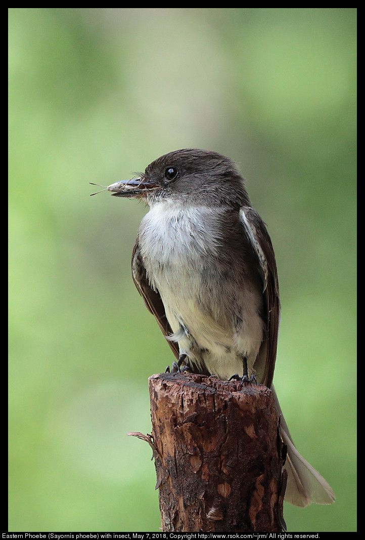 Eastern Phoebe (Sayornis phoebe) with insect, May 7, 2018