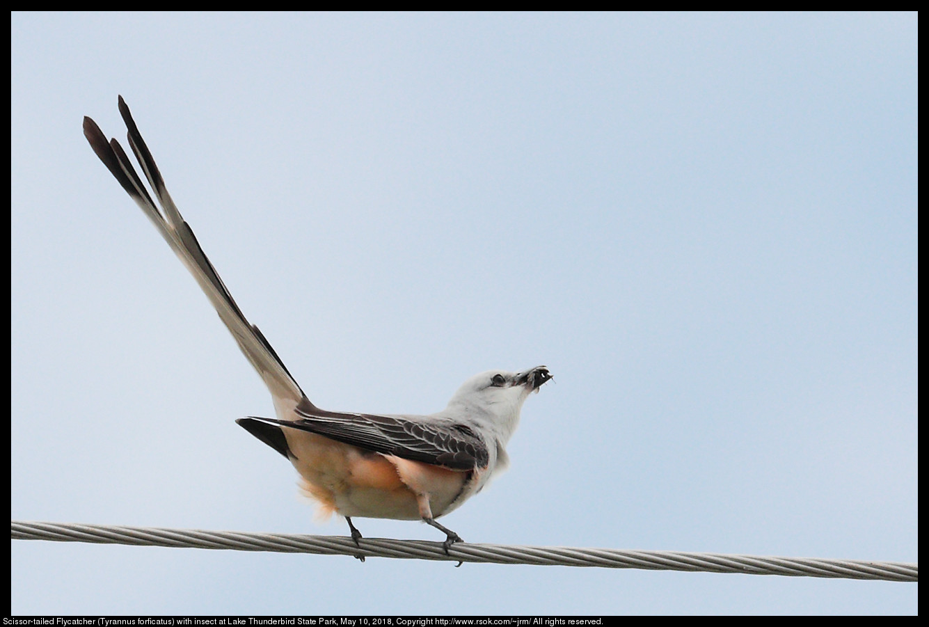 Scissor-tailed Flycatcher (Tyrannus forficatus) with insect at Lake Thunderbird State Park, May 10, 2018