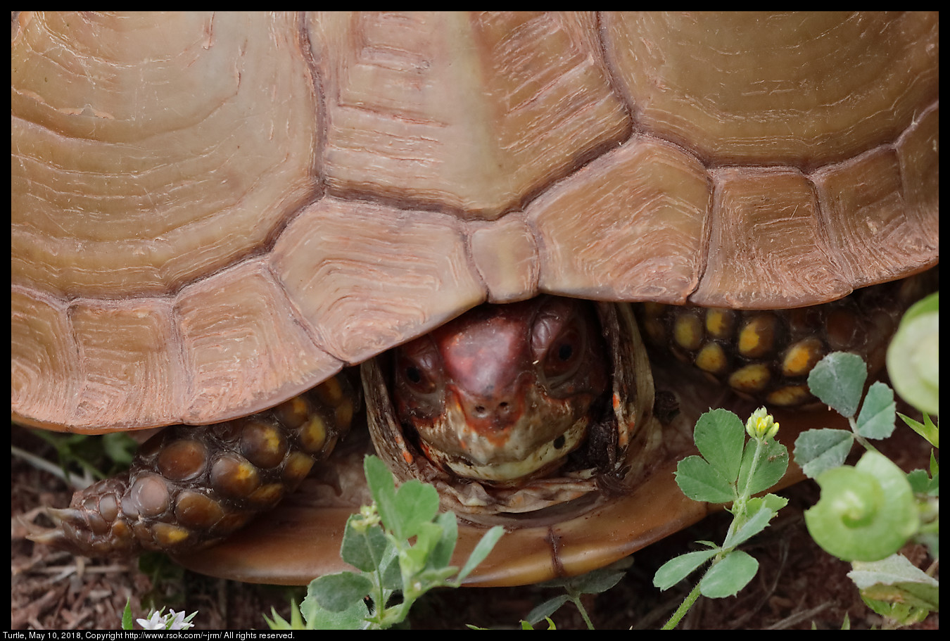 Turtle, May 10, 2018