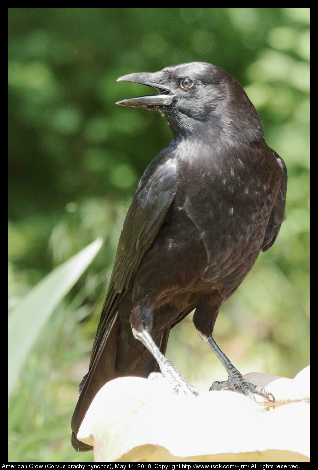 American Crow (Corvus brachyrhynchos), May 14, 2018