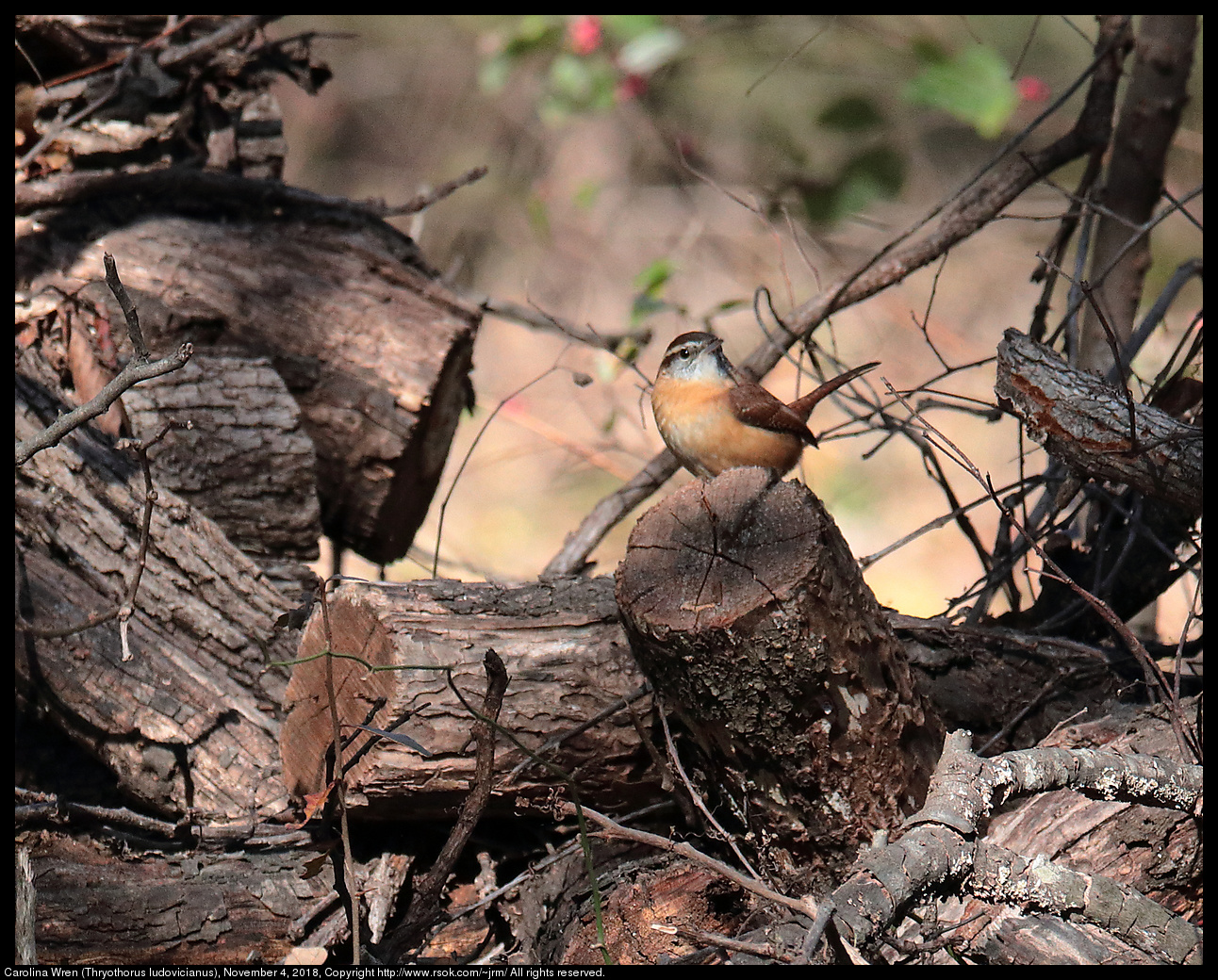 Carolina Wren (Thryothorus ludovicianus), November 4, 2018