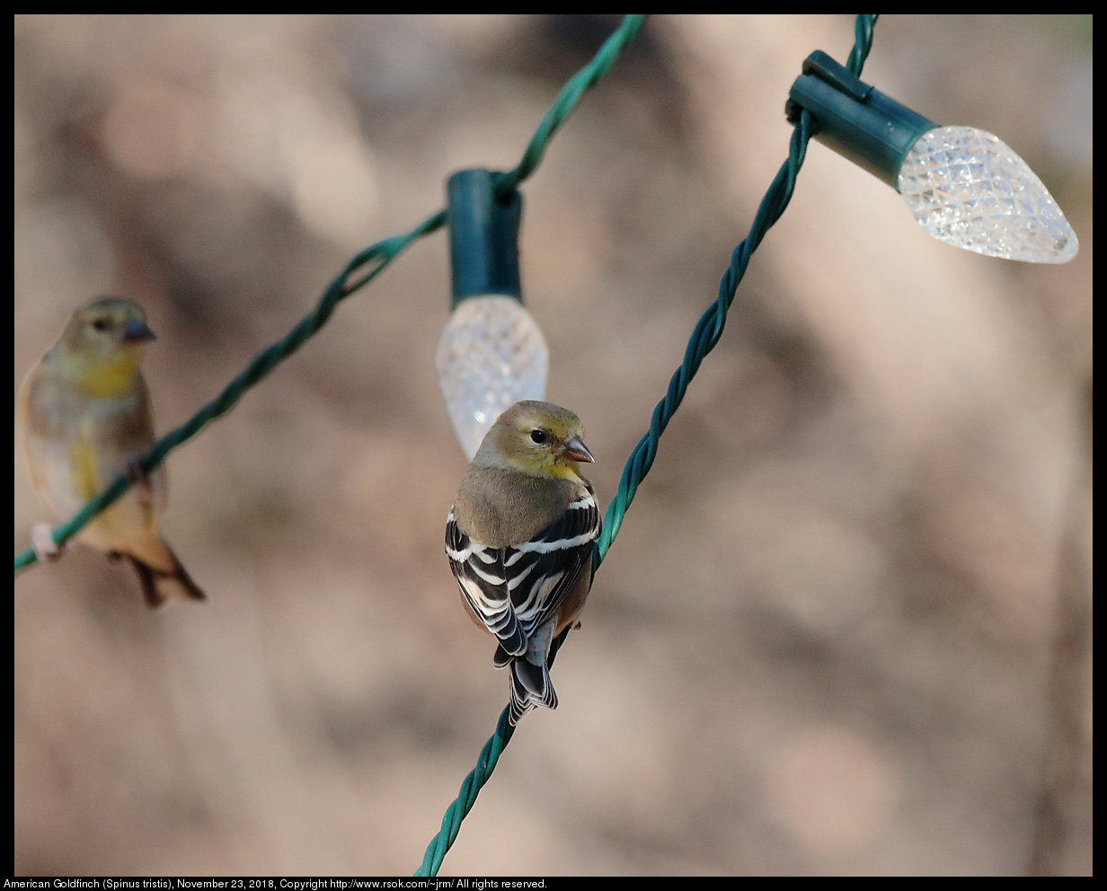 American Goldfinch (Spinus tristis), November 23, 2018