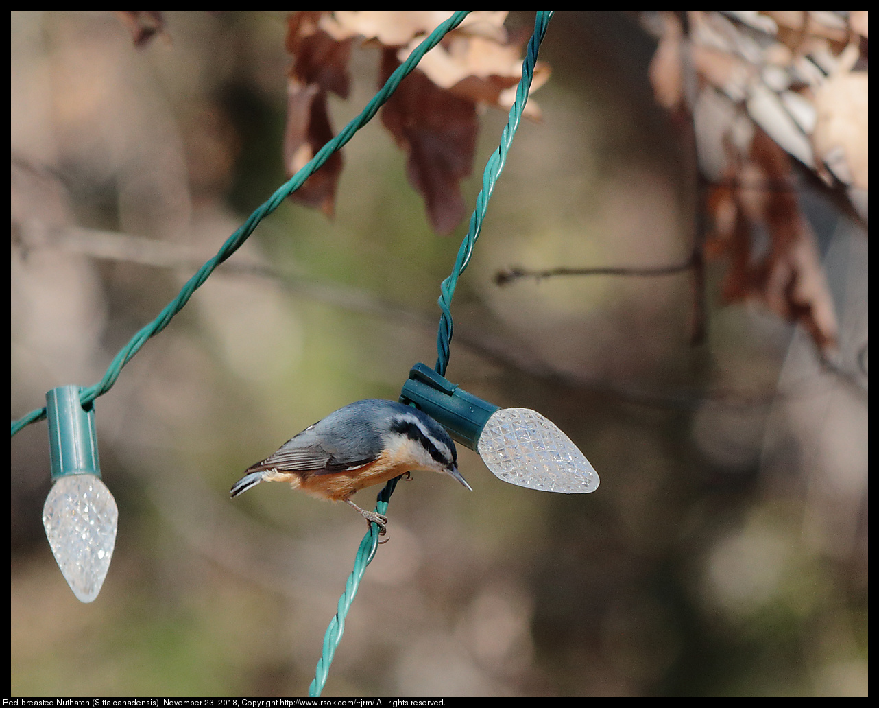 Red-breasted Nuthatch (Sitta canadensis), November 23, 2018