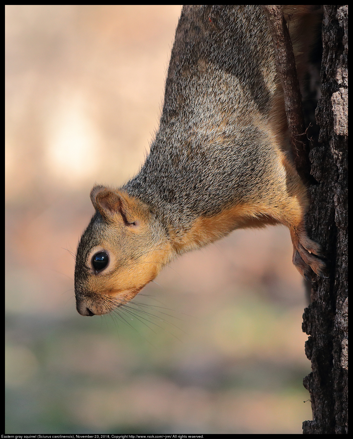 Fox squirrel (Sciurus niger), November 23, 2018