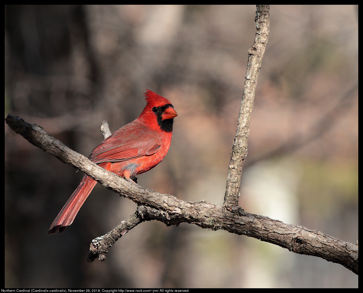 Northern Cardinal (Cardinalis cardinalis), November 29, 2018